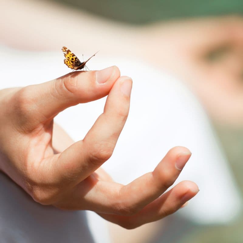 Sommerfugl på en hånd i meditationsstilling